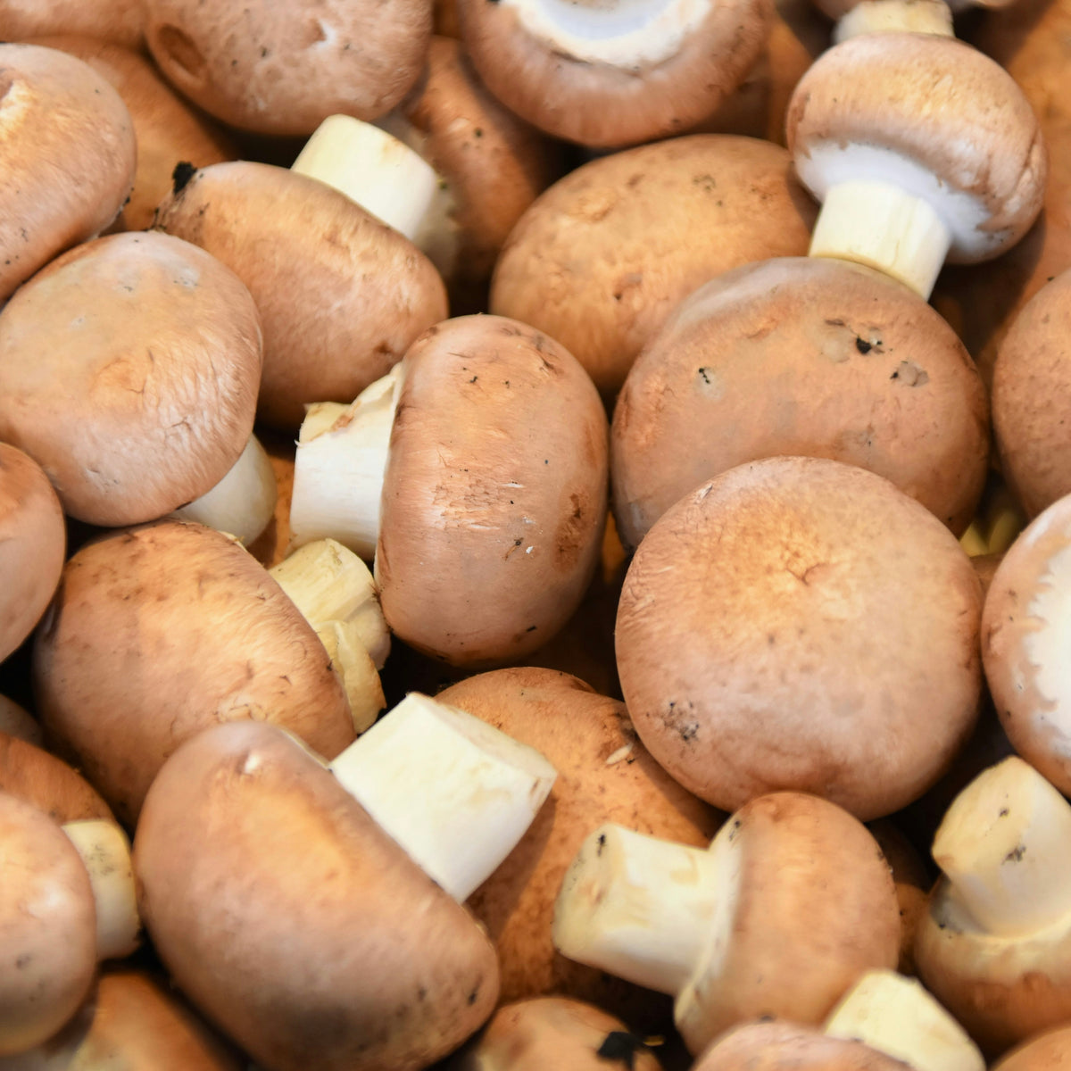 NIEUW Special 18 september - Kastanje champignons, sjallot & peterselie